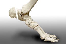 Der Flexor hallucis longus Transfer zur Rekonstruktion von langstreckigen Defekten der Achillessehnen